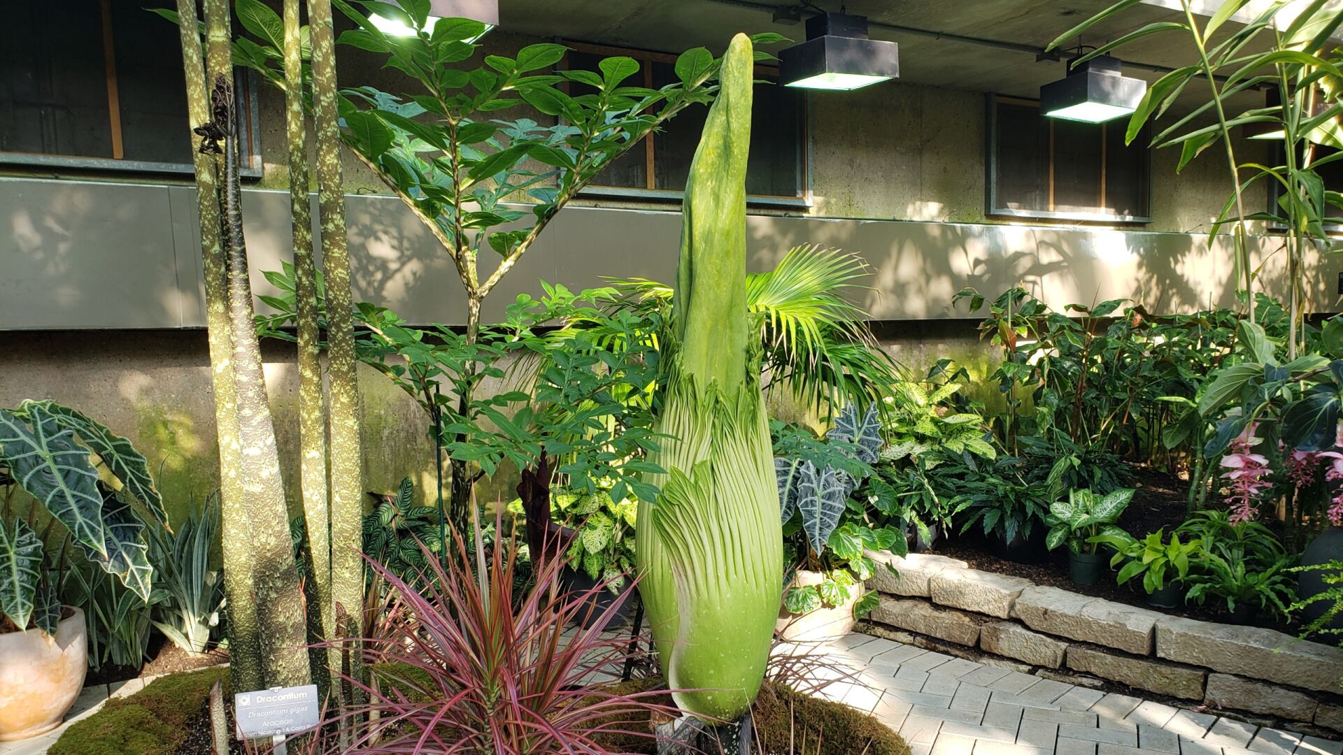 Corpse flower